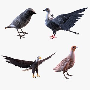 3D Birds