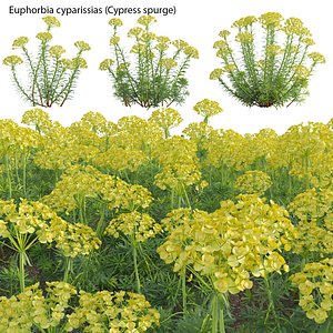 Euphorbia cyparissias - Cypress spurge 02 3D model