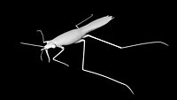water skeeter