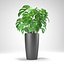 Monstera