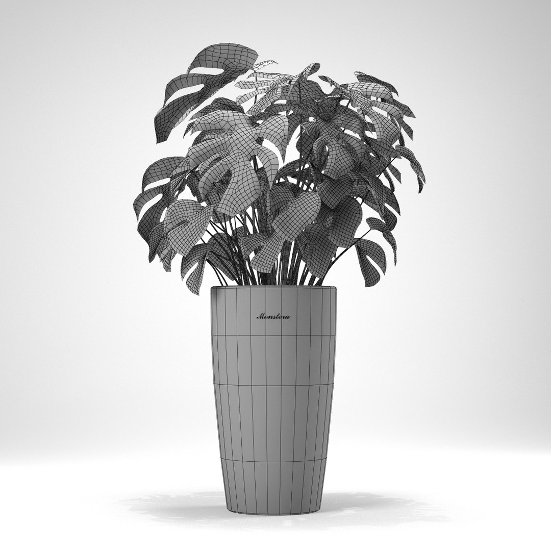 monstera flowering 3d model https://p.turbosquid.com/ts-thumb/yh/IGPUKZ/lalE4Dyz/01_edg_l0_monstera_02/jpg/1472477588/1920x1080/fit_q87/912ea5a2f14f796303577791840ad60cc6429080/01_edg_l0_monstera_02.jpg