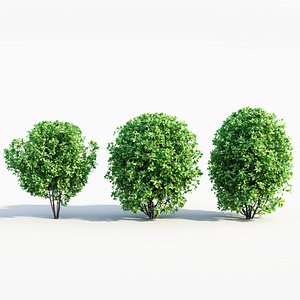 Rhamnus Frangula b 3D model