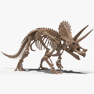 triceratops skeleton fossil rigged 3D model