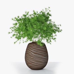 Asparagus 02