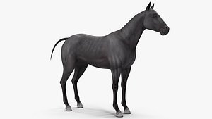horse black rigged 3D