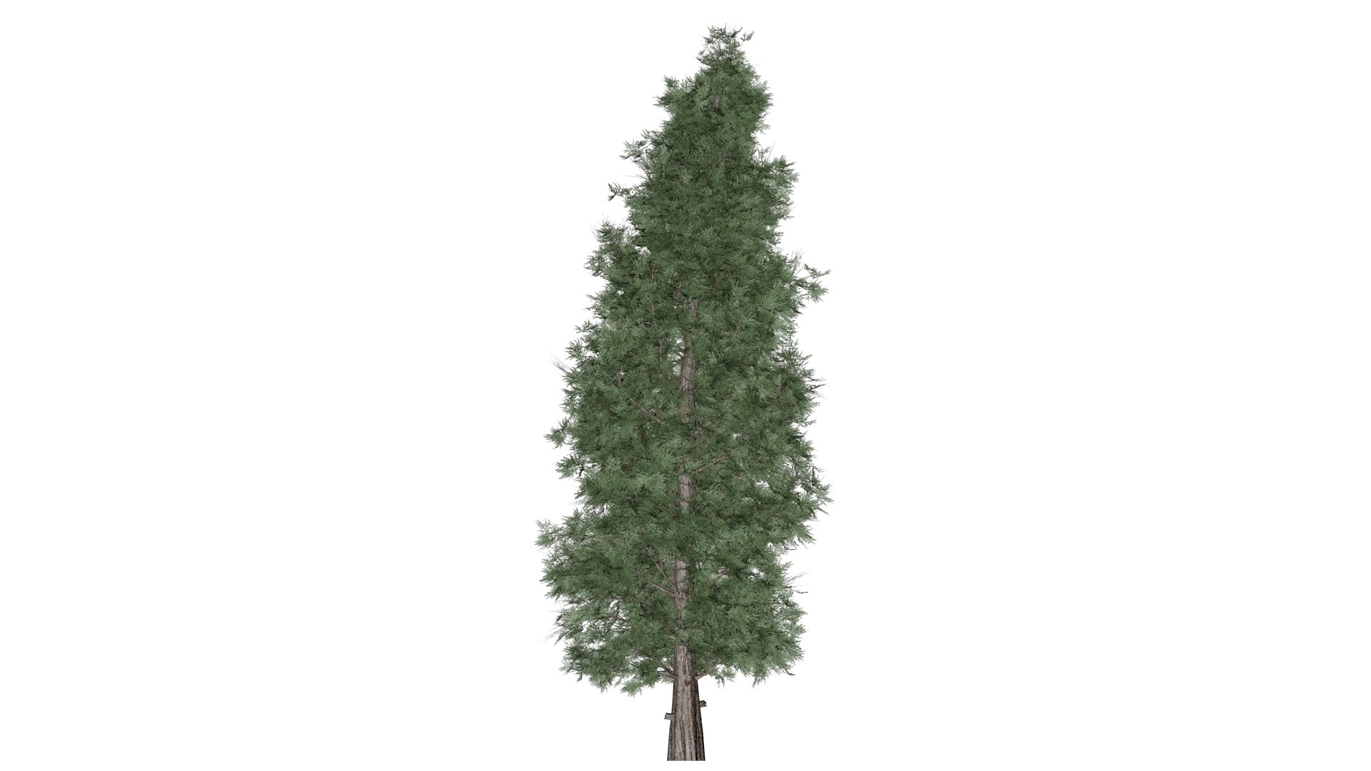 3D Eastern Red Cedar Tree - 04 - - TurboSquid 2373442