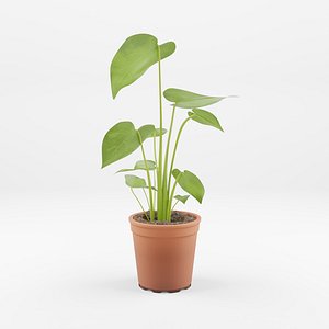 3D Monstera deliciosa model