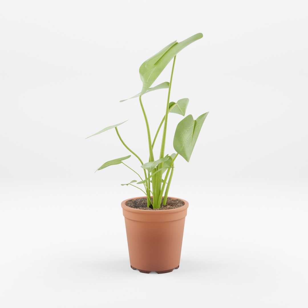 3D Monstera deliciosa model https://p.turbosquid.com/ts-thumb/yh/ebwmau/tF/preview_2/jpg/1720433261/1920x1080/fit_q87/c46b5356c538c1e71d985368525e279f8d4e43f7/preview_2.jpg