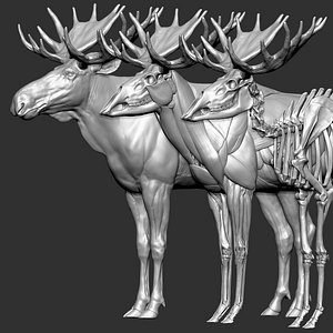 Moose  Textured  VFX MUSCLE SIMULATION 3D model
