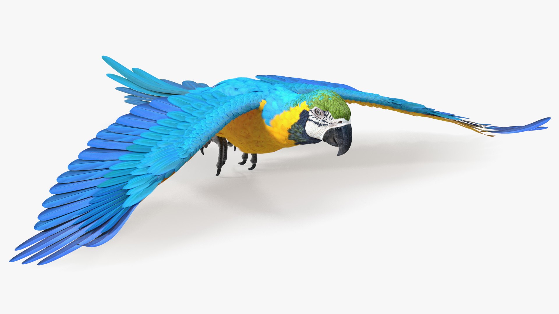 Blue and Yellow Macaw Parrot Flight Pose 3D model preview