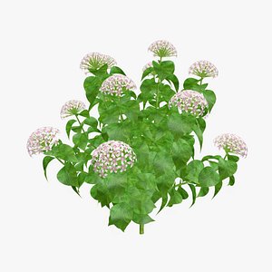 3D Hydrangea Flower model