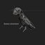 SIX_CARTOON_BIRDS_RIGGED