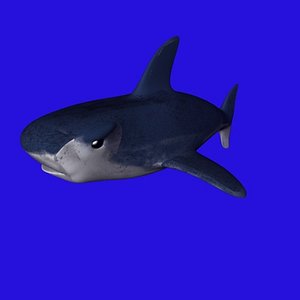 shark_1