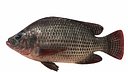 Nila Tilapia