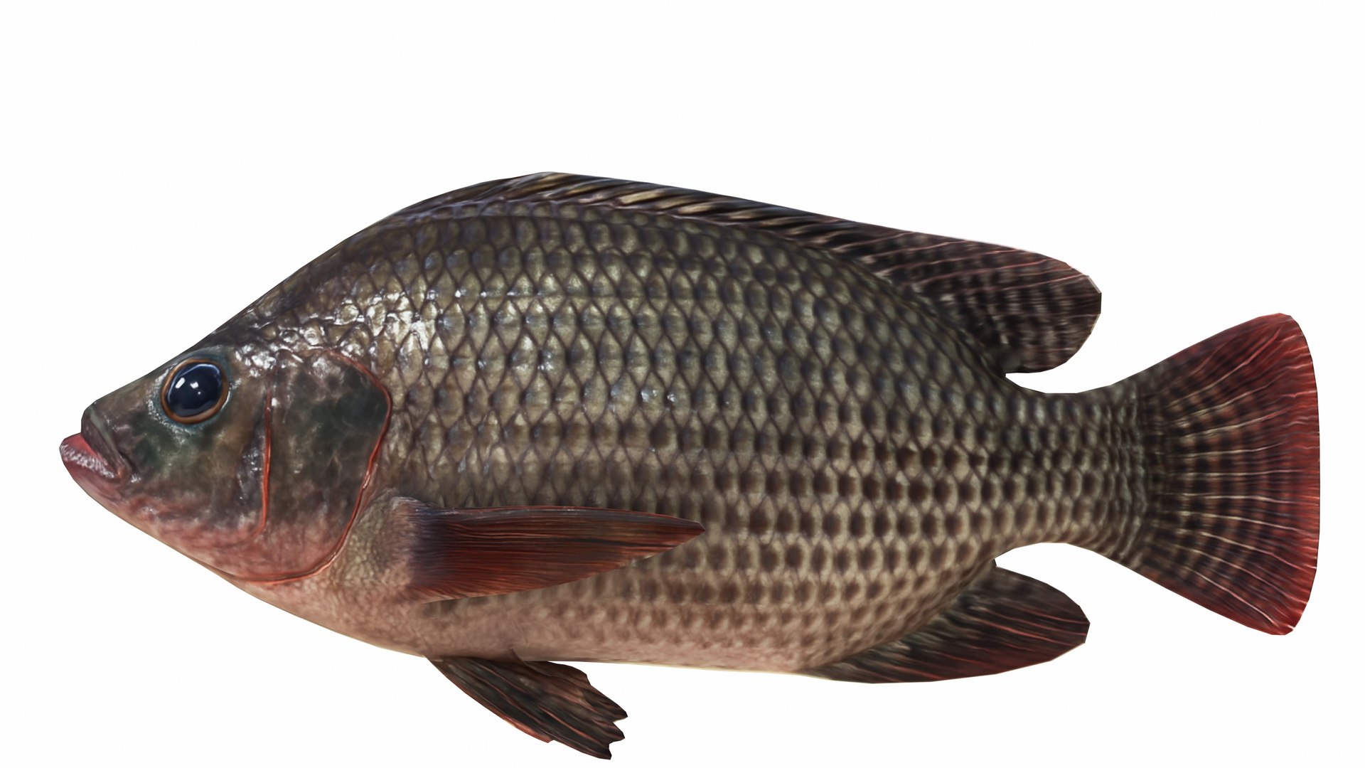 3D Underwater Animals Big Collection 34 in 1 model https://p.turbosquid.com/ts-thumb/yi/95TF3t/Fp/nilatilapia6/jpg/1743364789/1920x1080/fit_q87/575496ed8fc689d6eb921f029fe000e123a168ba/nilatilapia6.jpg