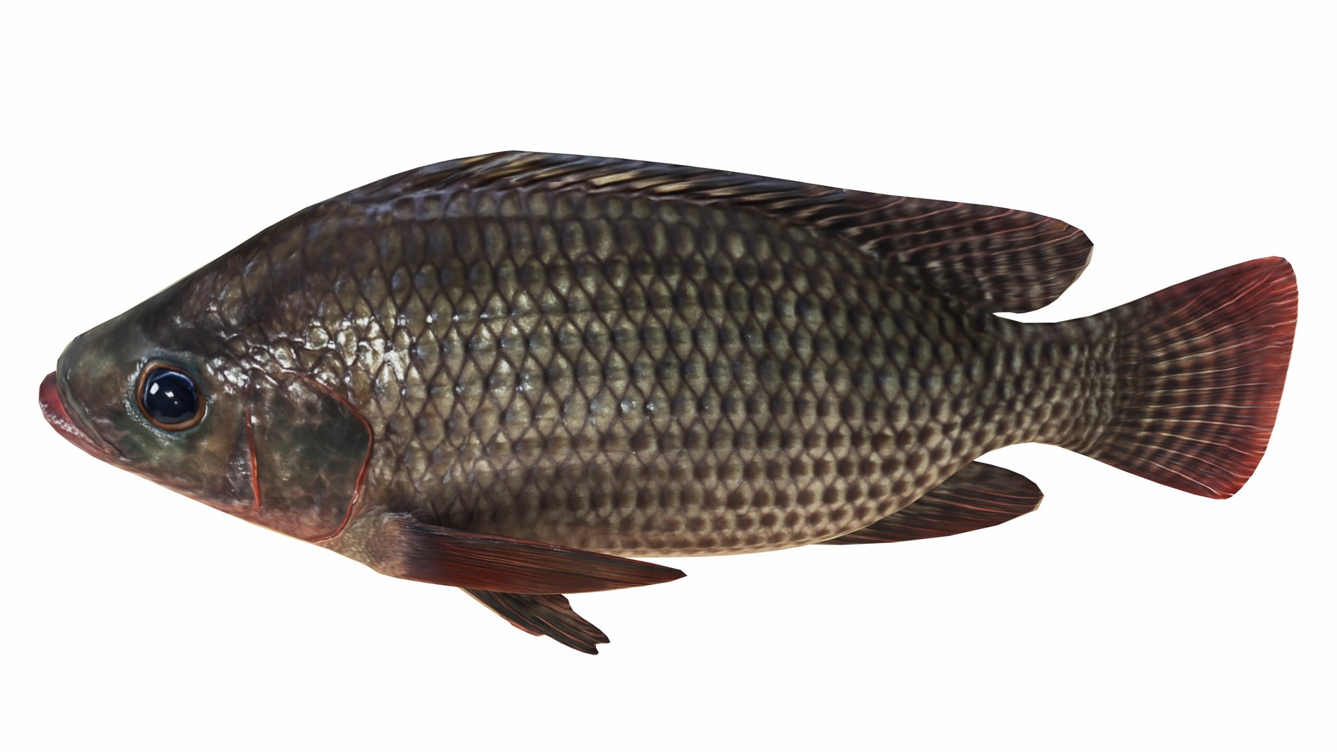 3D model Nila Tilapia https://p.turbosquid.com/ts-thumb/yi/95TF3t/K2/nilatilapia5/jpg/1743263369/1920x1080/fit_q87/a97c17a1d308498d9624708aeb5023c14682be5e/nilatilapia5.jpg