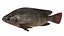 Nila Tilapia