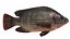 Nila Tilapia