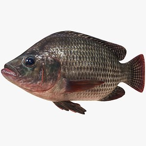 3D model Nila Tilapia