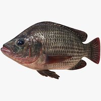 Nila Tilapia