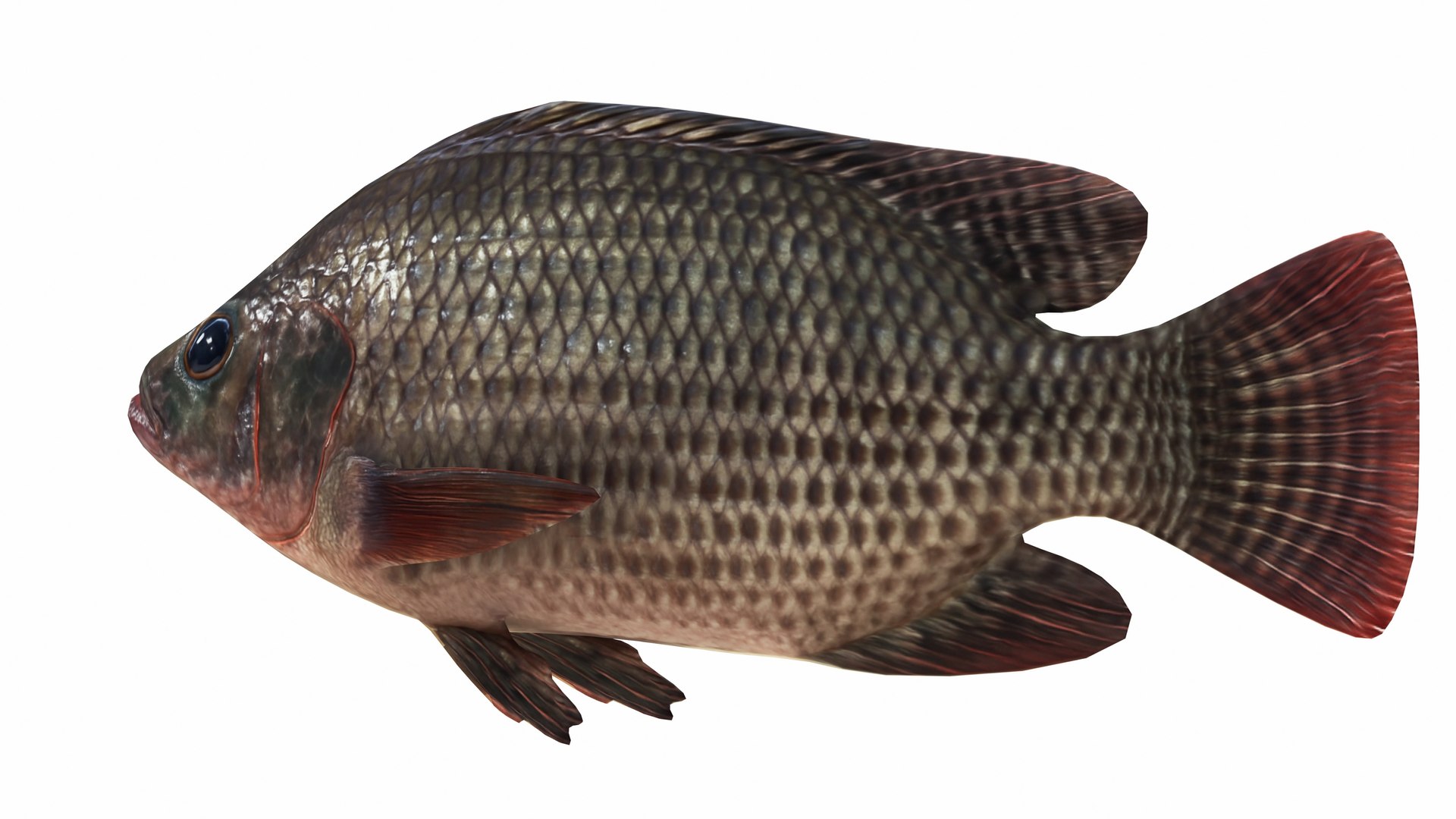 3D model Nila Tilapia https://p.turbosquid.com/ts-thumb/yi/95TF3t/zM/nilatilapia4/jpg/1743263368/1920x1080/fit_q87/918e6ff28d7f66ebe05bd76c4293c2d16eabd299/nilatilapia4.jpg