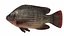 Nila Tilapia