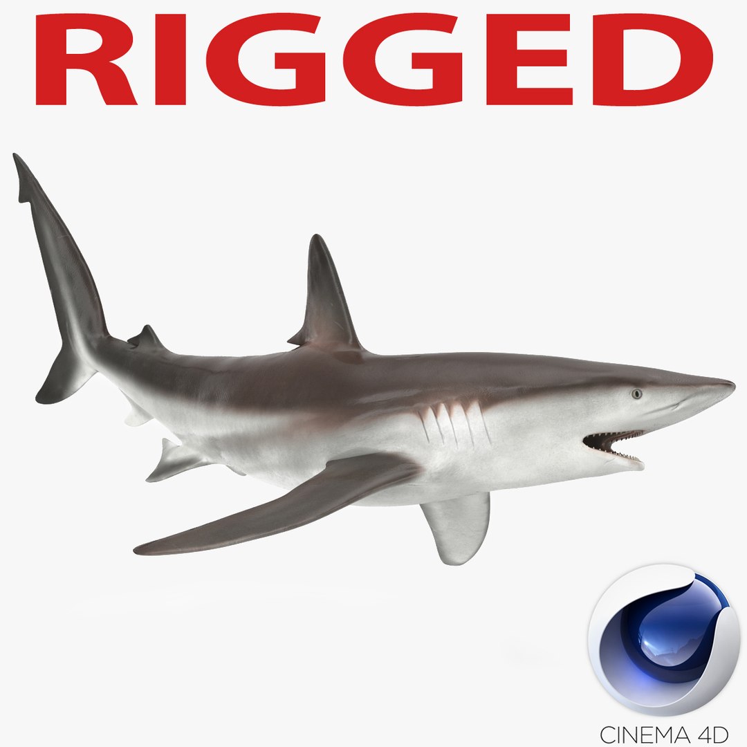 Whaler Shark Rigged for Cinema 4D 3D Model 3D model preview