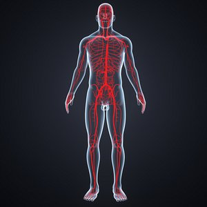 3D body arteries model