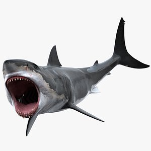Great White Shark Rigged