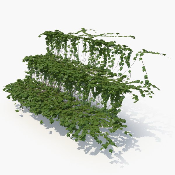 3d модель плющ