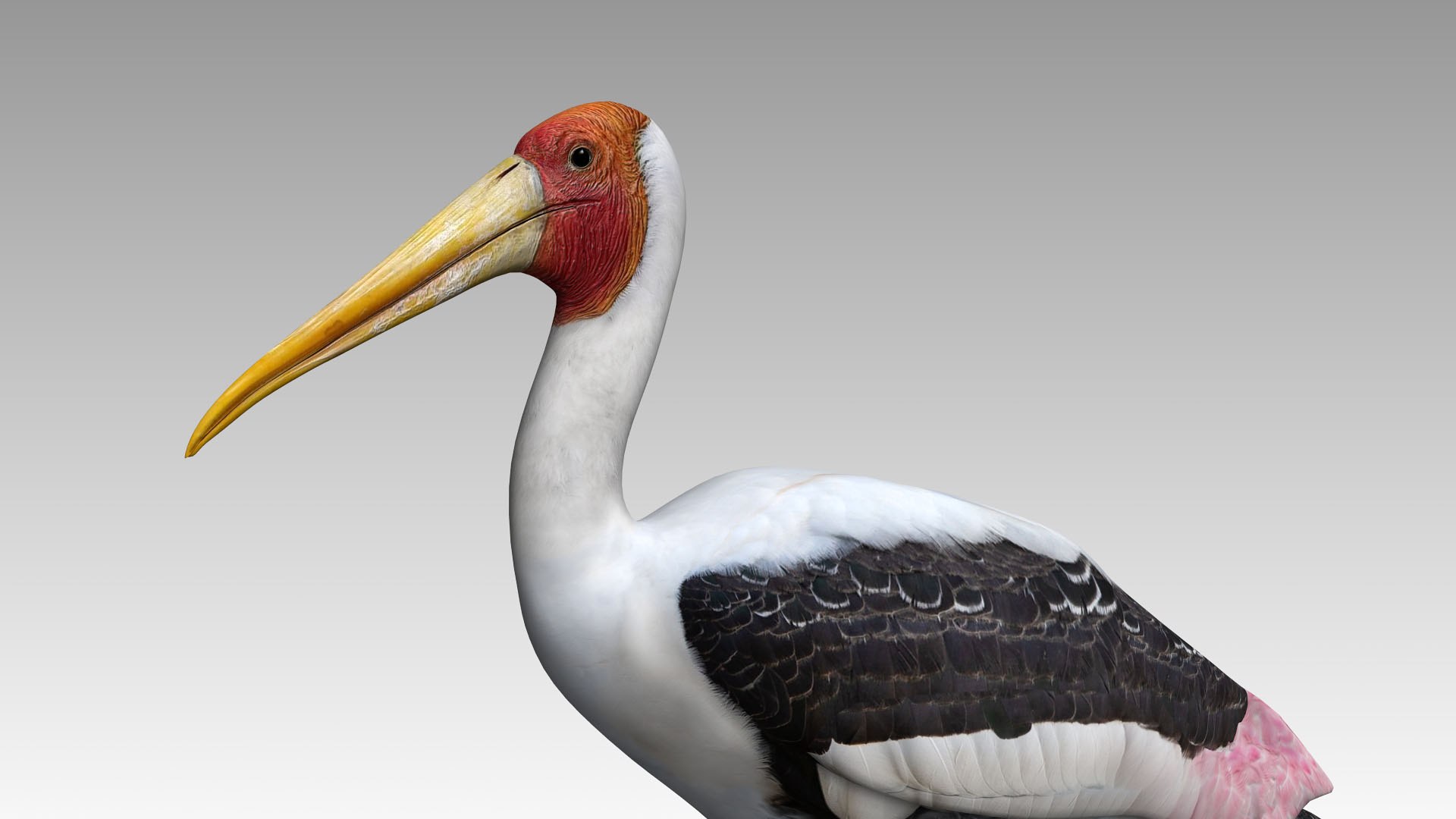 Hornbill Stork 3D - TurboSquid 2134298