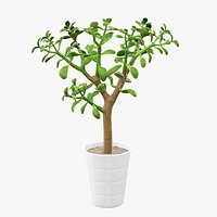Plant crassula in flower pot