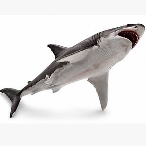 Great White Shark 3D