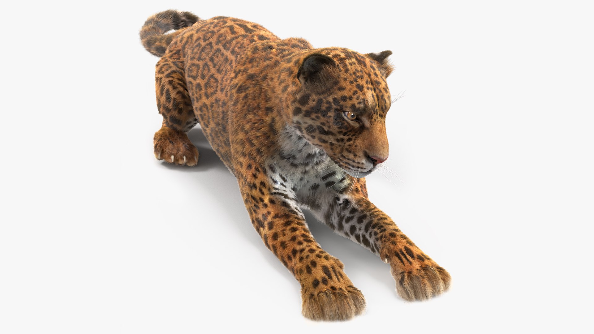 Jaguar Lying Down Fur 3D model preview