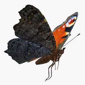 european peacock butterfly flying 3D model