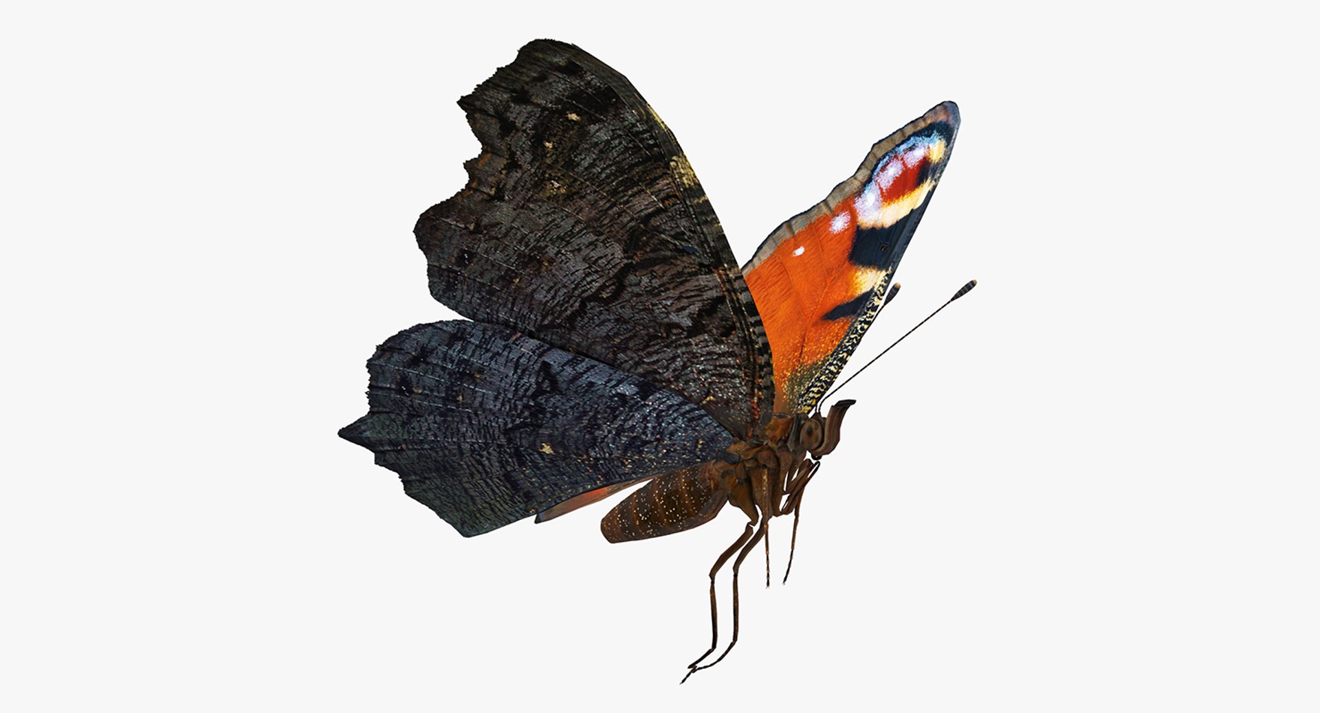 European Peacock Butterfly Flying Pose 3D Model 3D model preview