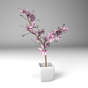 magnolis flower plant pot 3D model