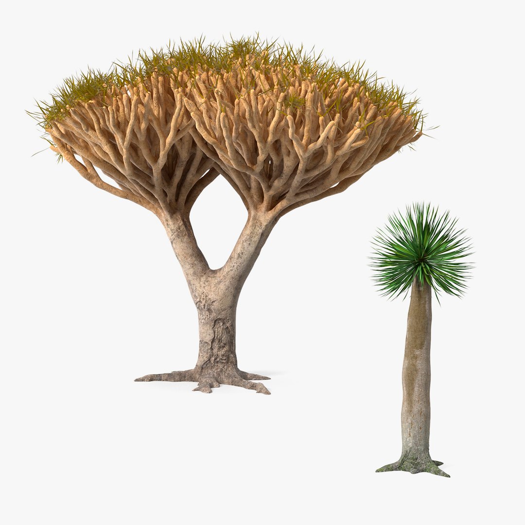 Dragon Trees Collection 3D model preview