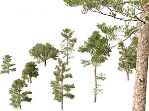 HighpolyLow Poly  - Pinus brutia - the Turkish pine