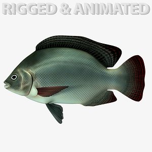 tilapia fish 3d max