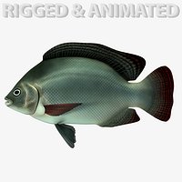 Tilapia Fish