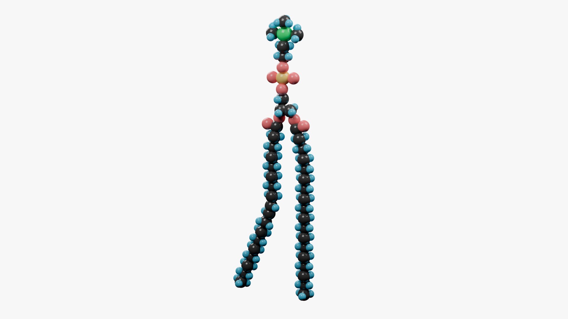 3D model Phospholipid molecular structure https://p.turbosquid.com/ts-thumb/yj/bBs7SA/PM/02/png/1649621533/1920x1080/fit_q87/016974627a6d59f249b9ef44699c925b0895ff58/02.jpg