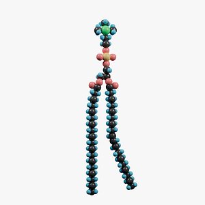 3D model Phospholipid molecular structure