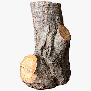 scanned stump 3D