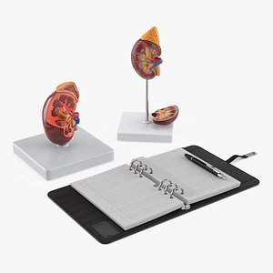 Kidney Clinical Anatomy Educational
