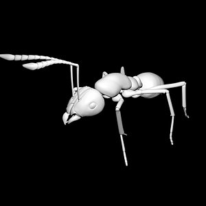 3D ant model