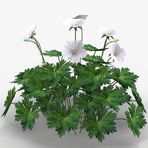 3ds garden perennial geranium flowers