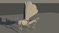 grasshopper