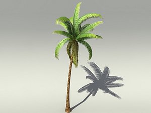 3D model palm tree