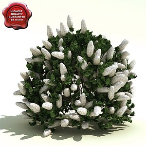 Syringa patula (Miss Kim)